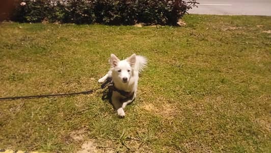 Russian puppy ready for new home 