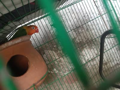 green opline female breedor lovebird