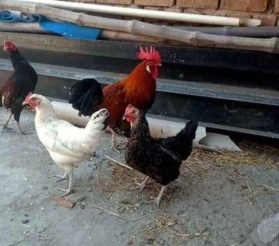 Desi Murghi & Murga Available | Healthy Farm Chickens | Urgent Sale