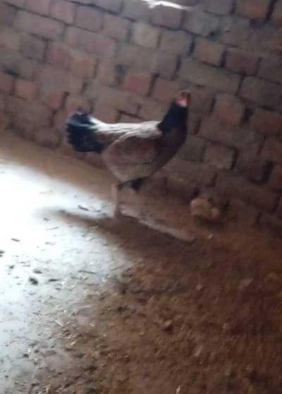 Aseel chicks + Aseel female  (03296520637 )