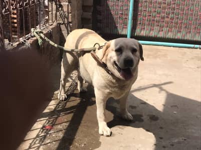 British Labrador Piar