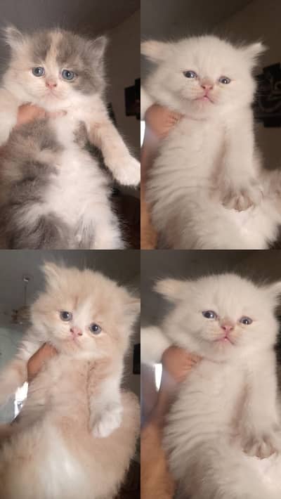 Persian kittens / Triple coated/ Pure Persian kitten / Cute kittens