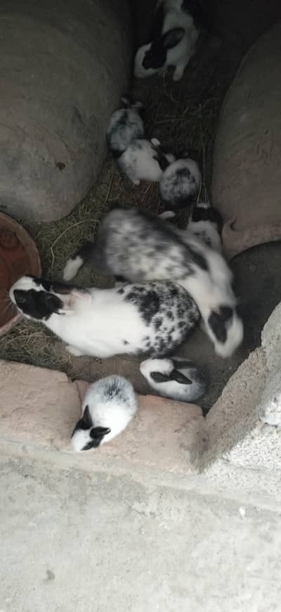baby rabbits for sale