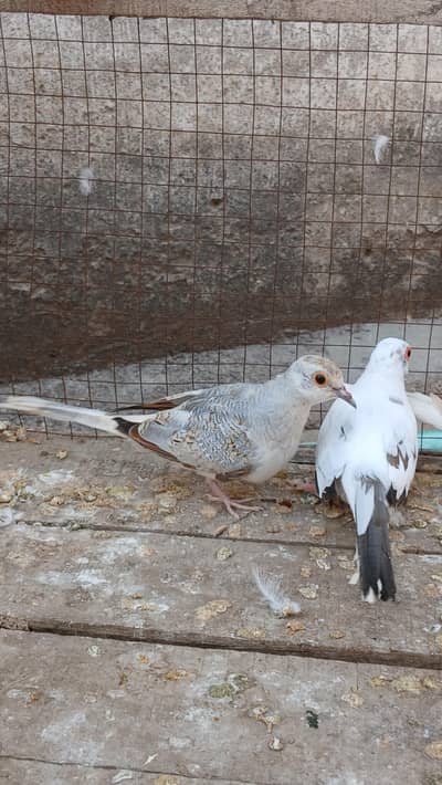 Blue pide and red pide dove pair for sale with two chicks
