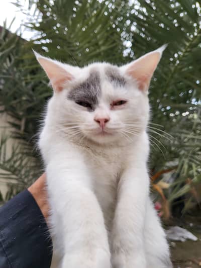 White and black color 03139960976