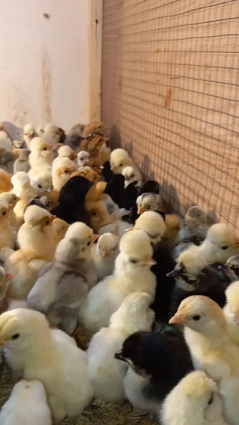 Fancy breed chicks/buff/silkie/sebright/polish/heera/shamoo/bentum — photo 2