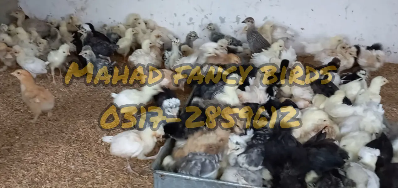 Fancy breed chicks/buff/silkie/sebright/polish/heera/shamoo/bentum — photo 4