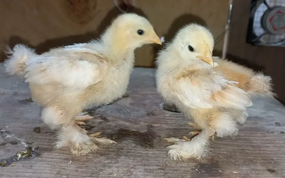 Fancy breed chicks/buff/silkie/sebright/polish/heera/shamoo/bentum — photo 5