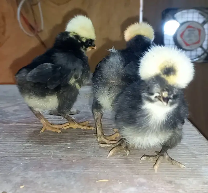 Fancy breed chicks/buff/silkie/sebright/polish/heera/shamoo/bentum — photo 7