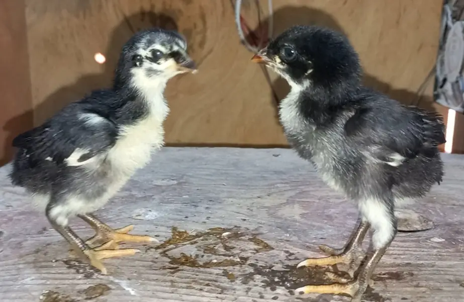 Fancy breed chicks/buff/silkie/sebright/polish/heera/shamoo/bentum — photo 8