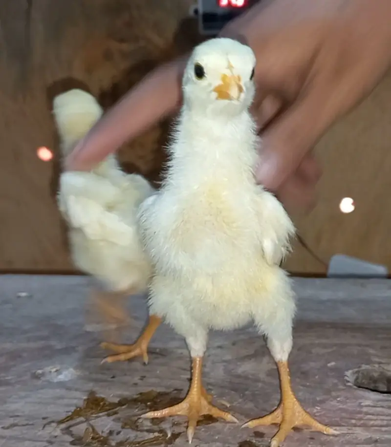 Fancy breed chicks/buff/silkie/sebright/polish/heera/shamoo/bentum — photo 9