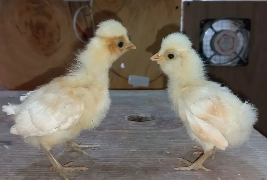 Fancy breed chicks/buff/silkie/sebright/polish/heera/shamoo/bentum — photo 10