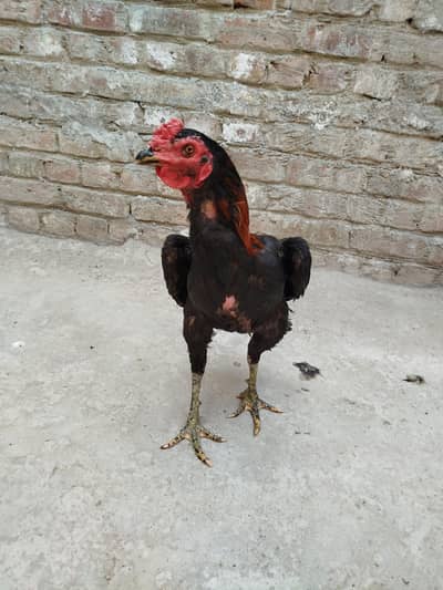 Thai cross aseel for sale