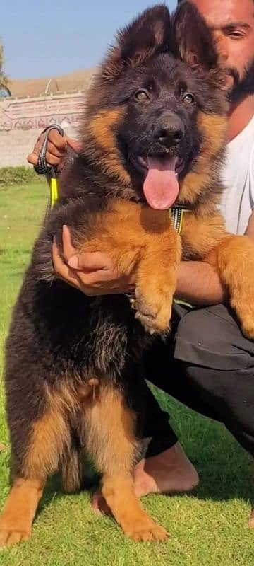 German Shepherd 03217489701