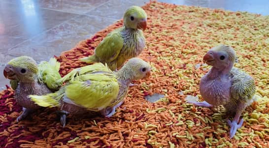 Yellow , Rambo & turquoise Ringneck