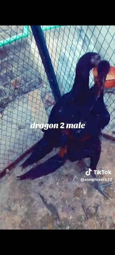 shamu and dragon impoted bird