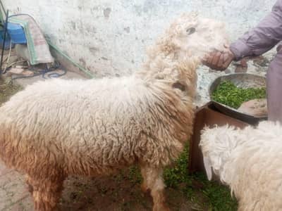 Bakra for sale healthy