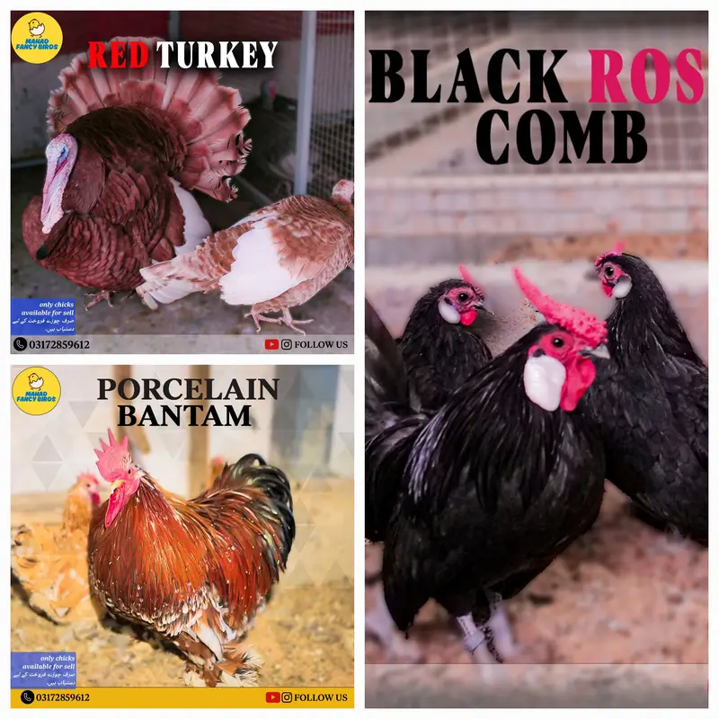 Fancy Breeds Chicks/Polish/Silki/Bentum/Sebright/Buff/Ayam cemani/all — photo 2