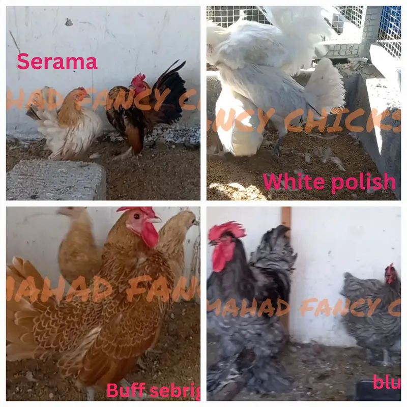 Fancy Breeds Chicks/Polish/Silki/Bentum/Sebright/Buff/Ayam cemani/all — photo 9