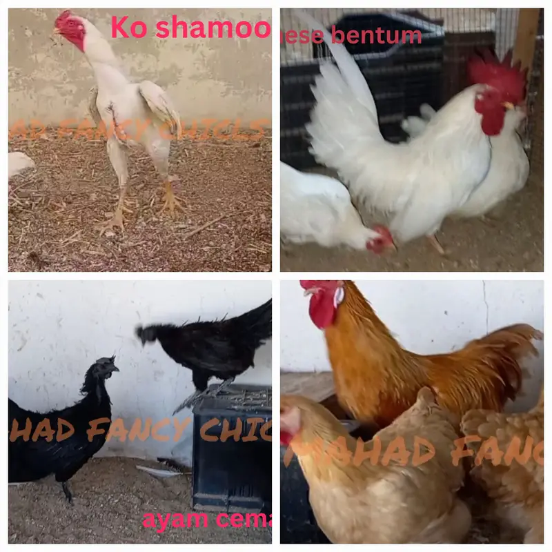 Fancy Breeds Chicks/Polish/Silki/Bentum/Sebright/Buff/Ayam cemani/all — photo 10