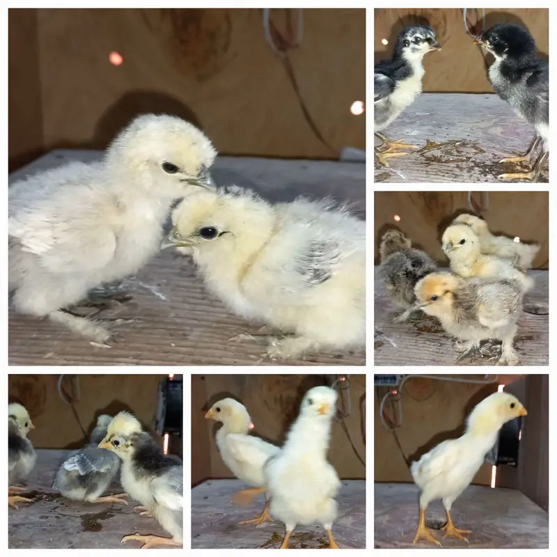 Fancy Breeds Chicks/Polish/Silki/Bentum/Sebright/Buff/Ayam cemani/all — photo 12