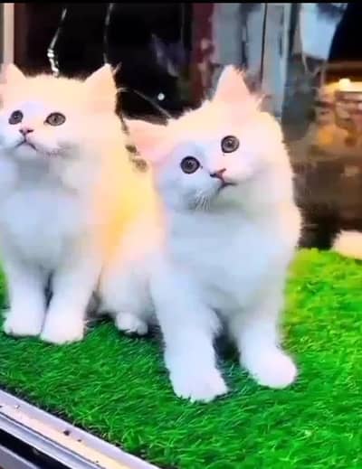 Quality Persian Punch face cat & kitten= Mor 03205959094=WhatsApp