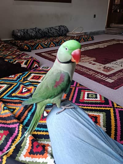 Raw male Parrot for sale