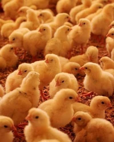 Broiler Chicks 1 day old