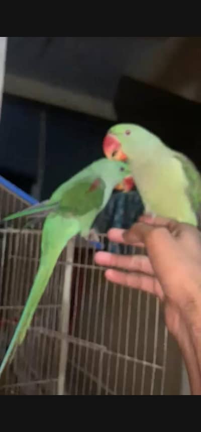 alexendrine parrots pair