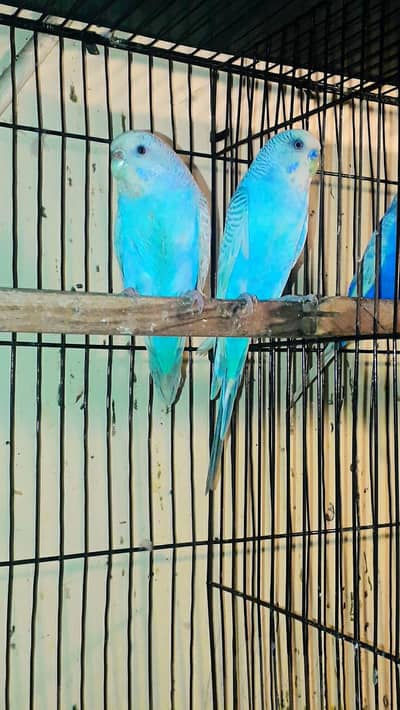 Ausrelian baredar pear