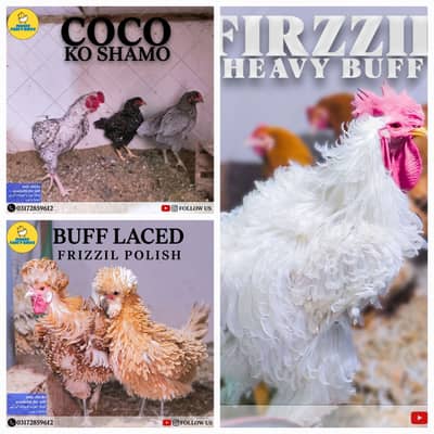Fancy Breeds Chicks/Polish/Silki/Bentum/Sebright/Buff/Ayam cemani/All