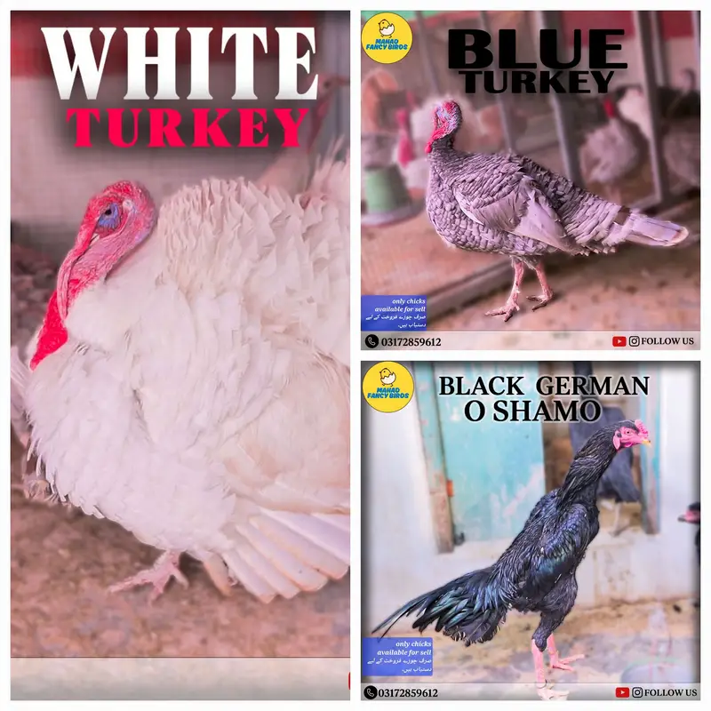 Fancy Breeds Chicks/Polish/Silki/Bentum/Sebright/Buff/Ayam cemani/All — photo 3