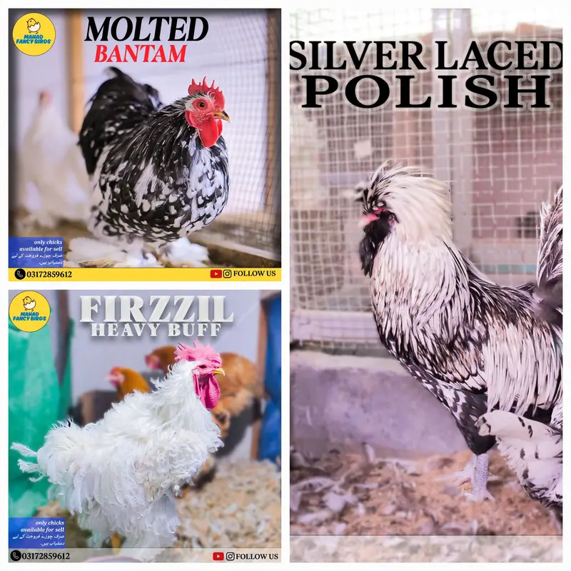 Fancy Breeds Chicks/Polish/Silki/Bentum/Sebright/Buff/Ayam cemani/All — photo 6