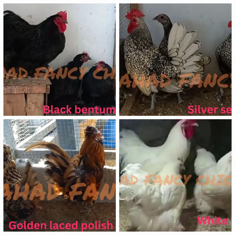Fancy Breeds Chicks/Polish/Silki/Bentum/Sebright/Buff/Ayam cemani/All — photo 11