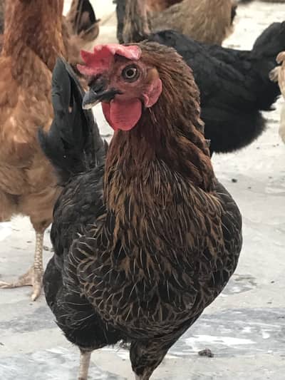 Desi Hens (Egg laying)