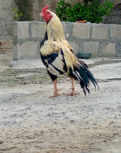 Aseel murgha argent sale