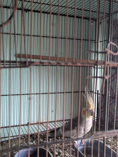 “Healthy Male Cockatiel for Sale - Active and Beautiful”