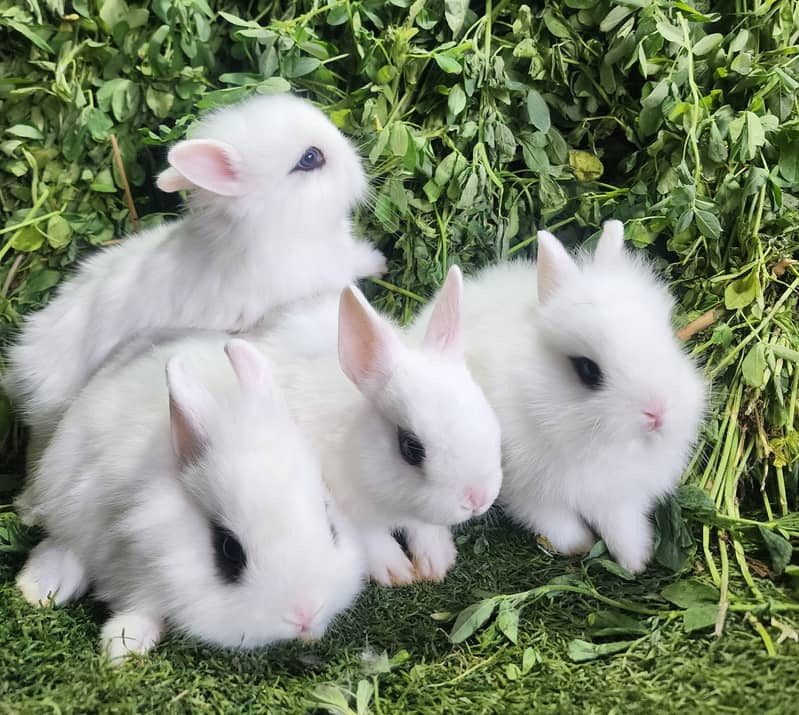 Fancy Rabbits/Netherland dwarf/Hotot/Teddy bear/Lionhead/Hotot Dutch ...