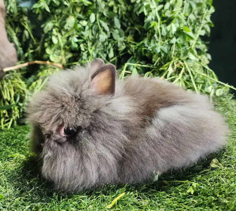 Fancy Rabbits/Netherland dwarf/Hotot/Teddy bear/Lionhead/Hotot Dutch — photo 2
