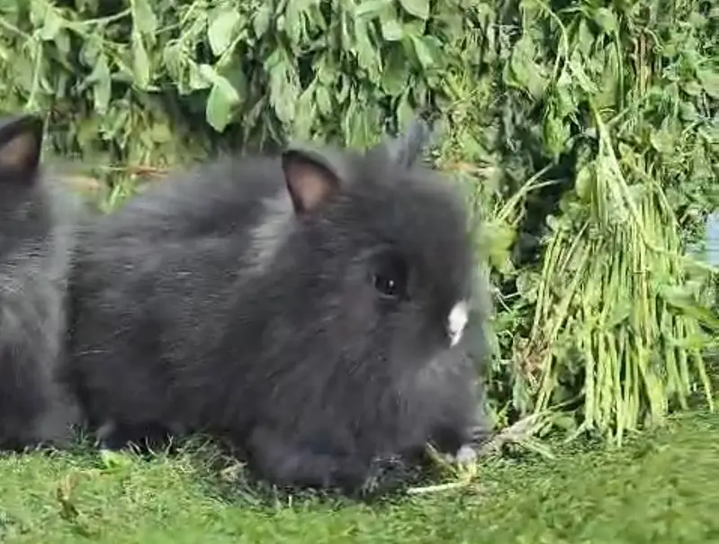 Fancy Rabbits/Netherland dwarf/Hotot/Teddy bear/Lionhead/Hotot Dutch — photo 4