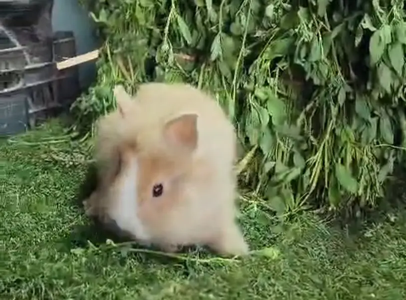 Fancy Rabbits/Netherland dwarf/Hotot/Teddy bear/Lionhead/Hotot Dutch — photo 5