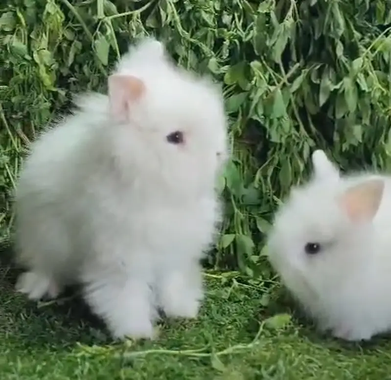 Fancy Rabbits/Netherland dwarf/Hotot/Teddy bear/Lionhead/Hotot Dutch — photo 7