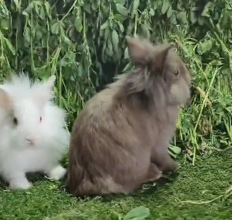 Fancy Rabbits/Netherland dwarf/Hotot/Teddy bear/Lionhead/Hotot Dutch — photo 8