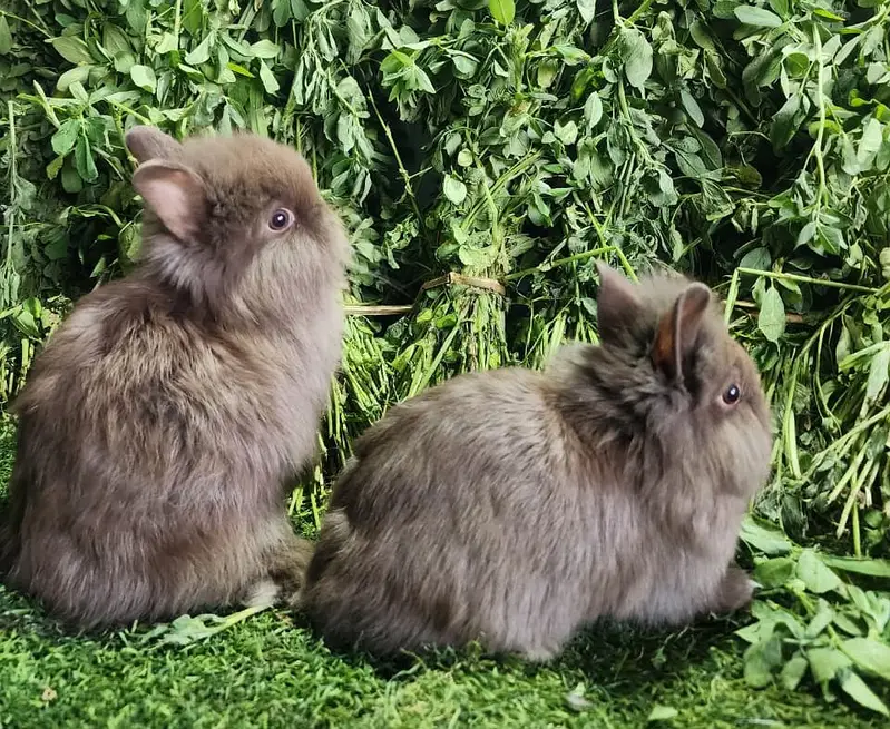 Fancy Rabbits/Netherland dwarf/Hotot/Teddy bear/Lionhead/Hotot Dutch — photo 9