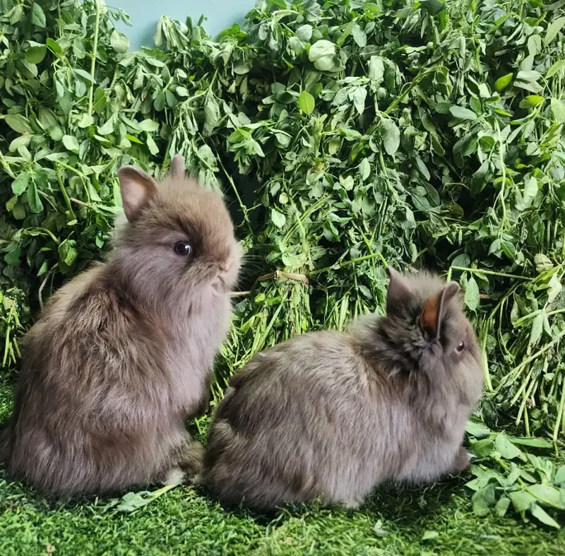 Fancy Rabbits/Netherland dwarf/Hotot/Teddy bear/Lionhead/Hotot Dutch — photo 11