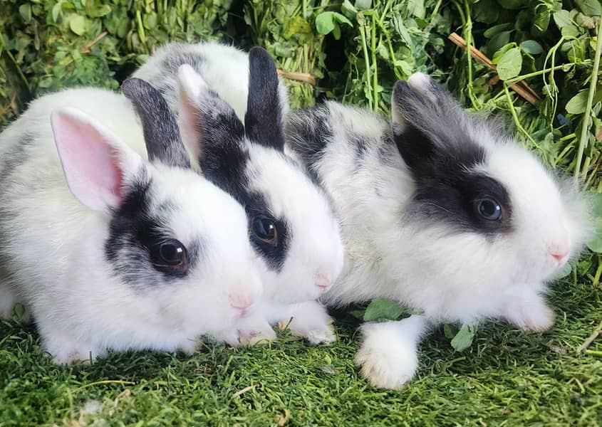 Fancy Rabbits/Netherland dwarf/Hotot/Teddy bear/Lionhead/Hotot Dutch ...