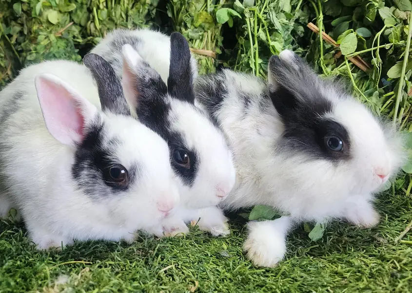 Fancy Rabbits/Netherland dwarf/Hotot/Teddy bear/Lionhead/Hotot Dutch — photo 12