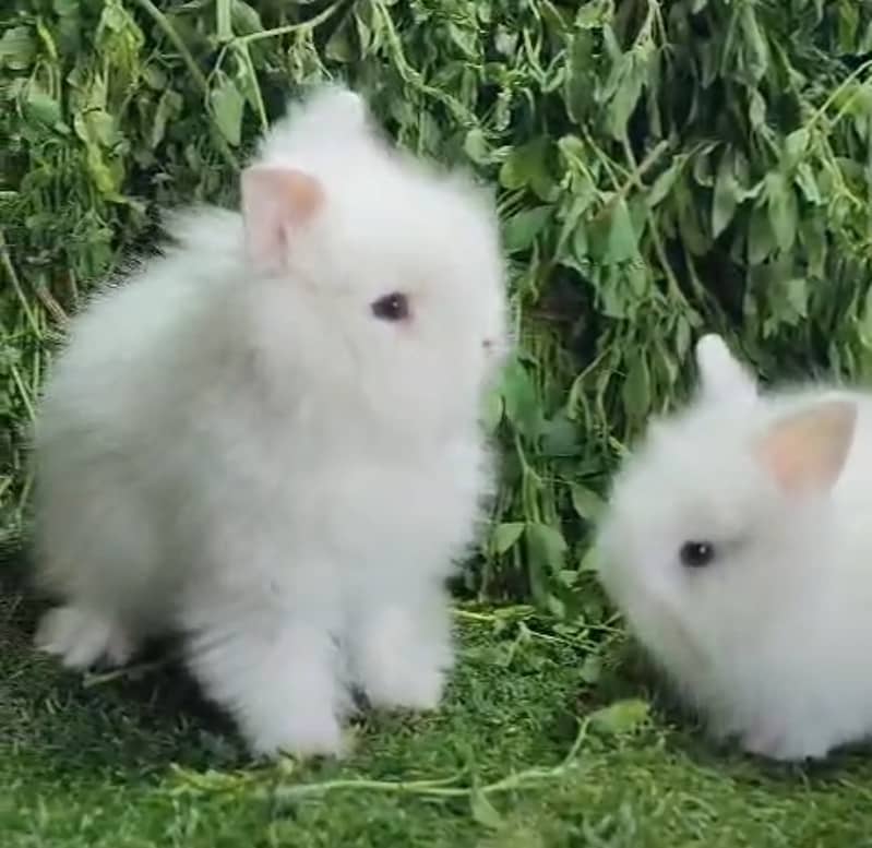 Fancy Rabbits/Netherland dwarf/Hotot/Teddy bear/Lionhead/Hotot Dutch ...