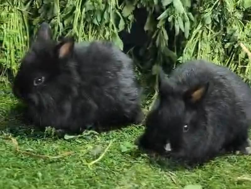 Fancy Rabbits/Netherland dwarf/Hotot/Teddy bear/Lionhead/Hotot Dutch ...