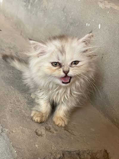 Persian kitten